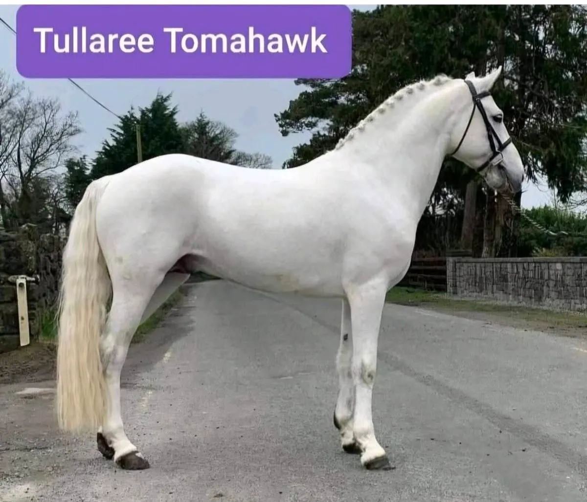 Top Performance Stallions at Stud - Image 1