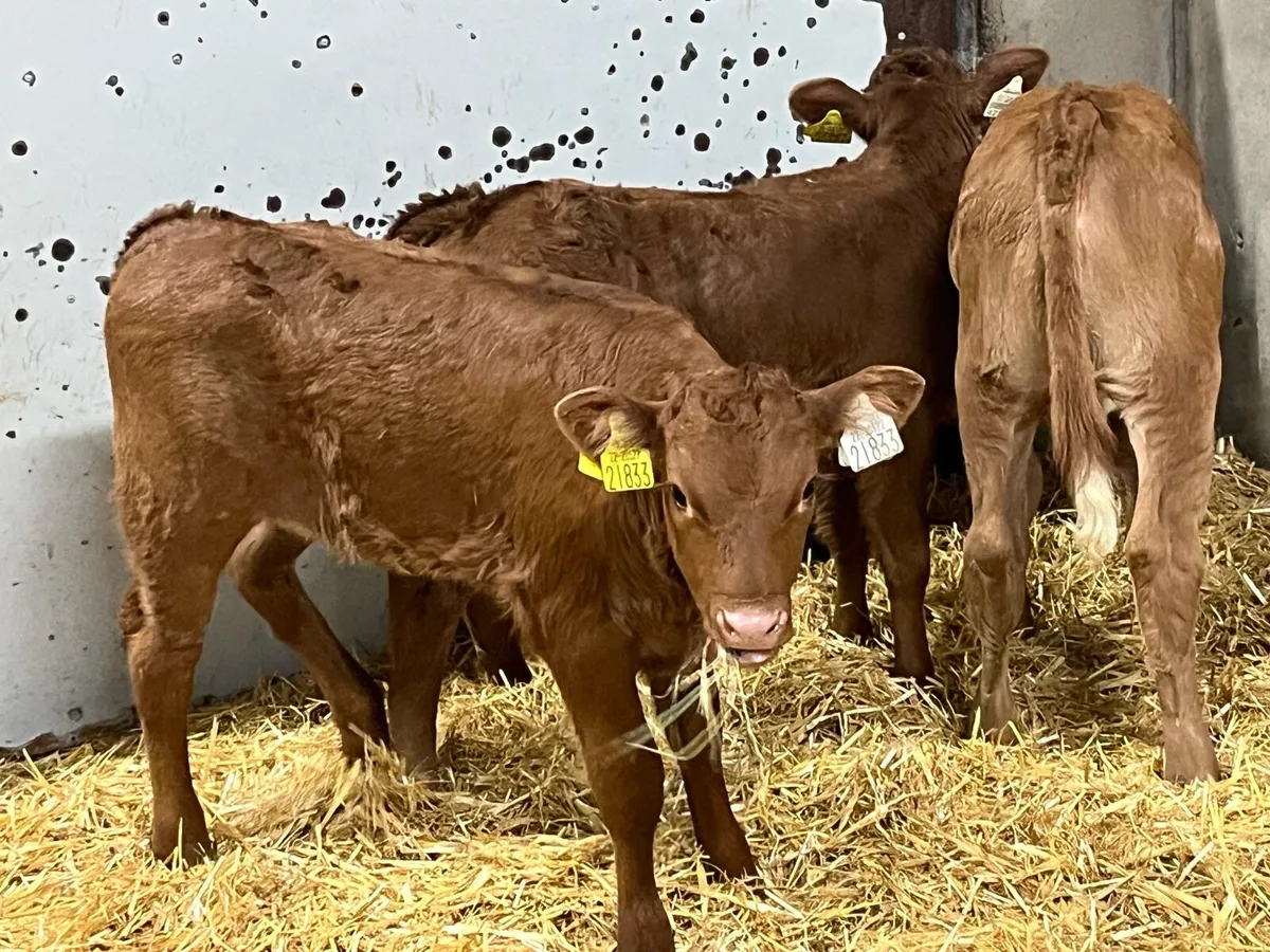 SUPER RED LIM & CH Heifer Calves - Image 2