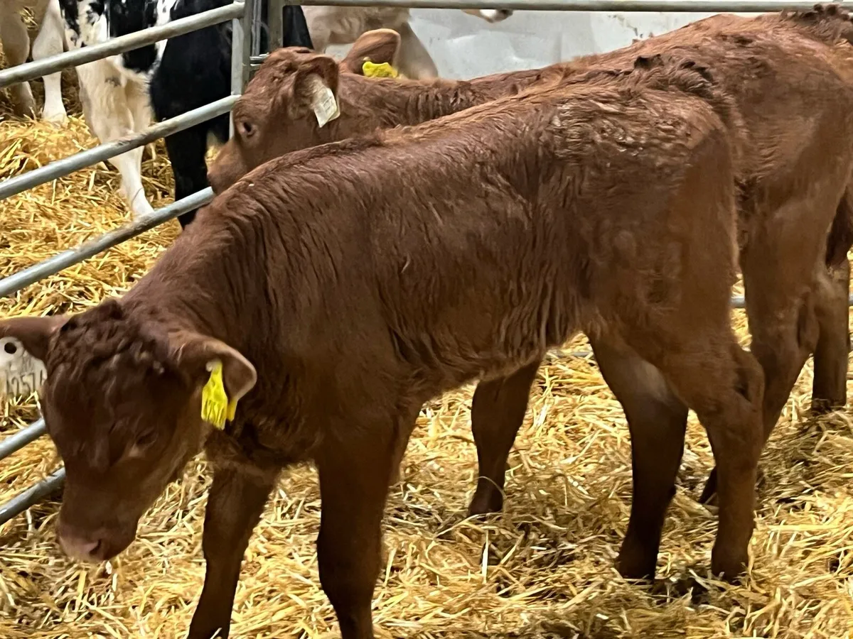 SUPER RED LIM & CH Heifer Calves - Image 3