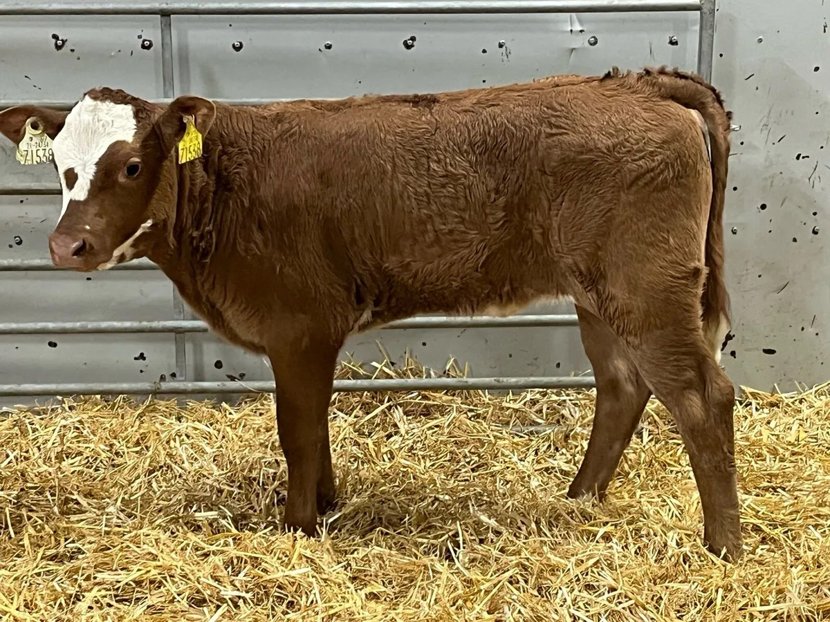 SUPER RED LIM & CH Heifer Calves - Image 1