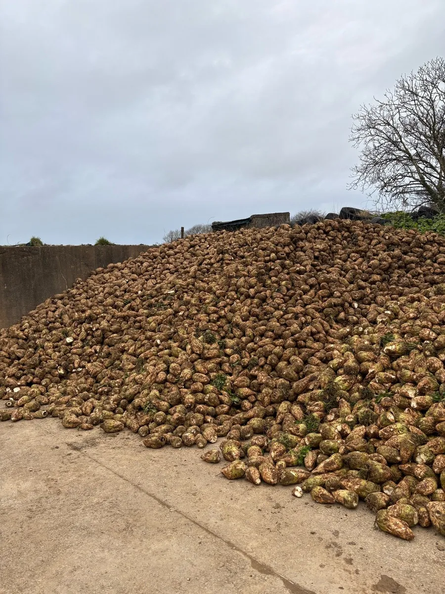 Beet for sale - Image 1
