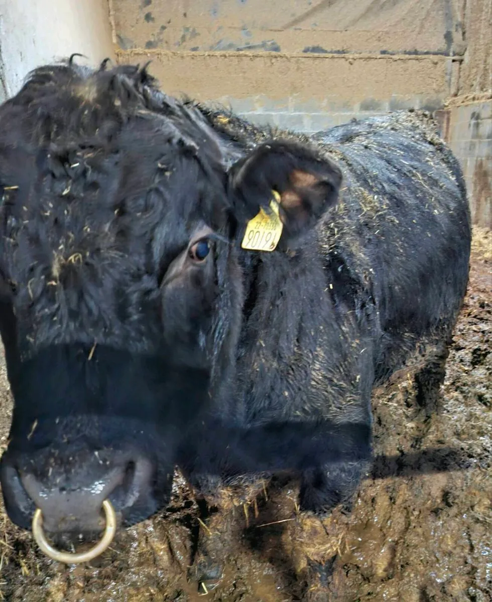 Pedigree Angus Bulls - Image 2