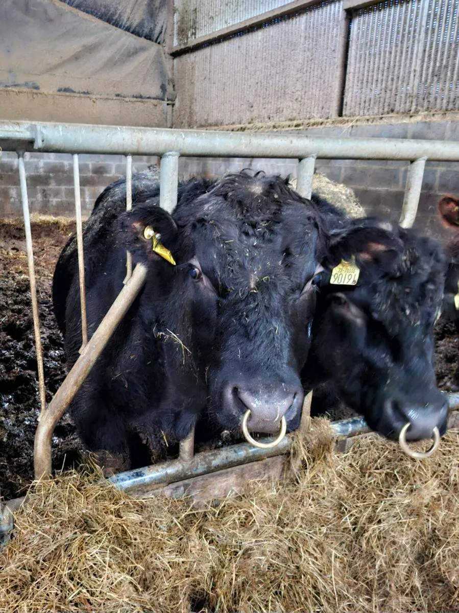 Pedigree Angus Bulls - Image 3