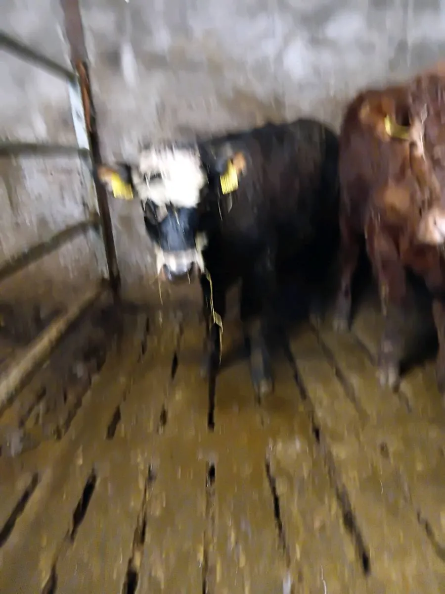 Saler x weanling heifers - Image 1