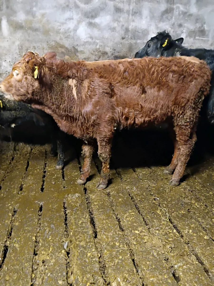 Saler x weanling heifers - Image 2