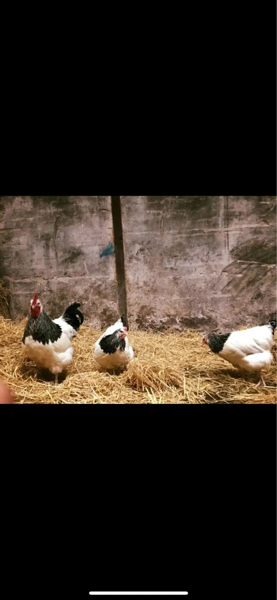 Hatching eggs - Image 1