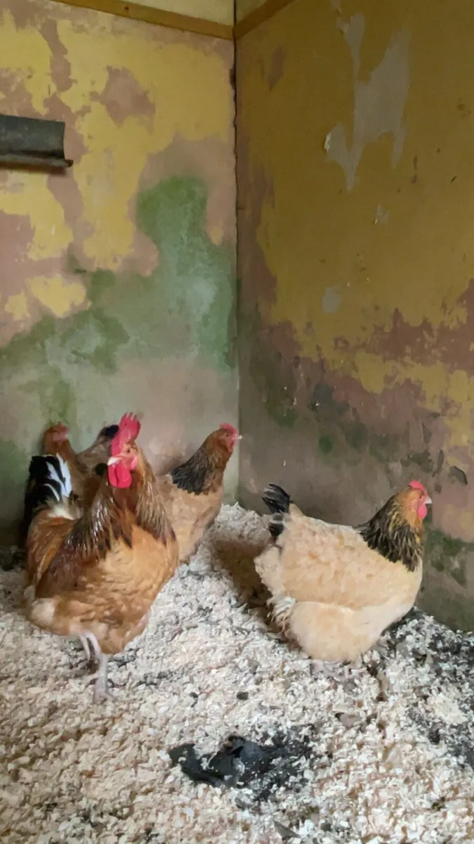 Hatching eggs - Image 2