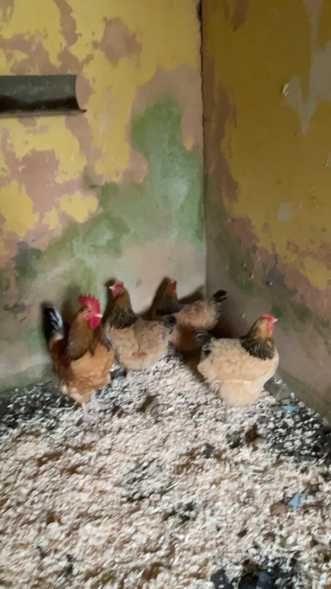 Hatching eggs - Image 3