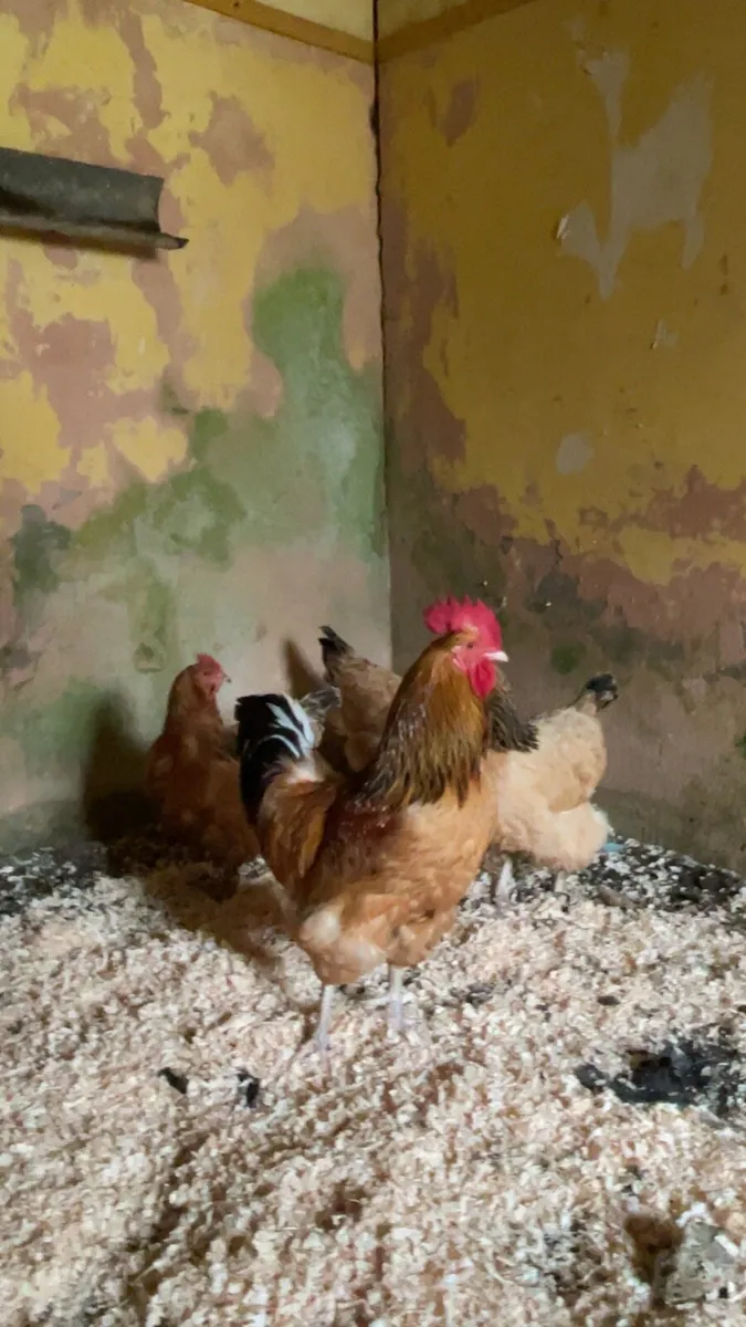 Hatching eggs - Image 4