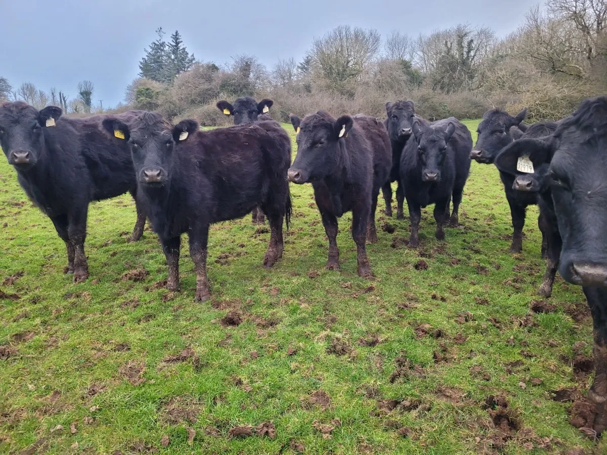 AA store heifers - Image 1