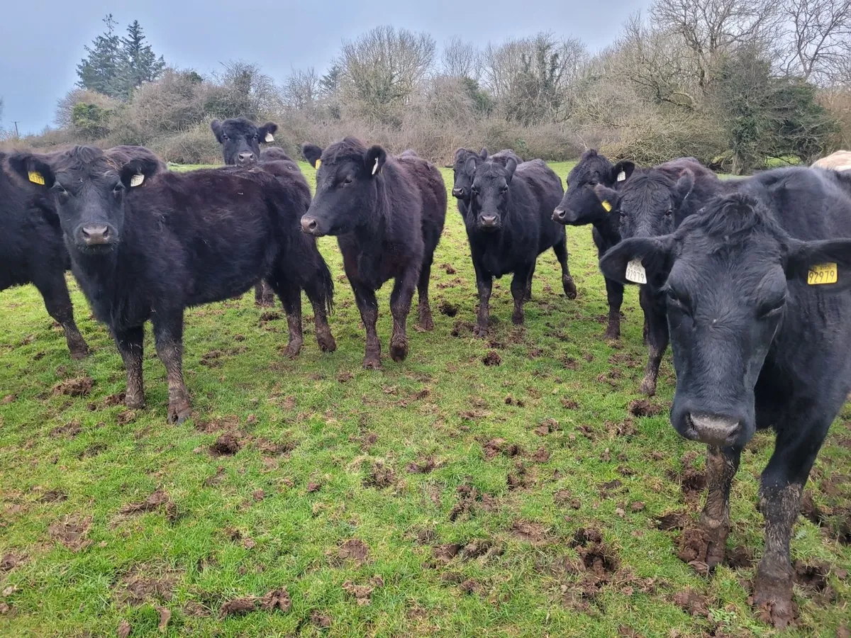 AA store heifers - Image 3