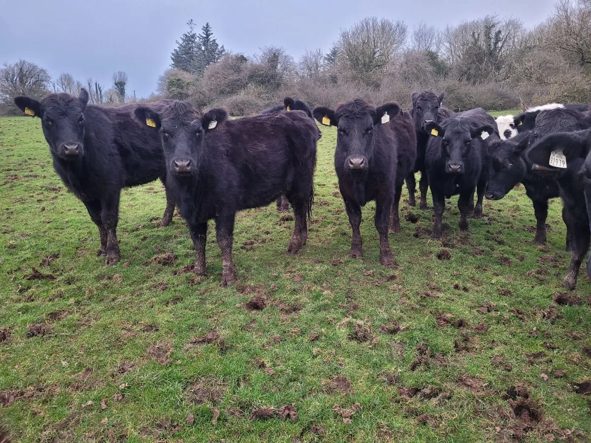 AA store heifers - Image 4