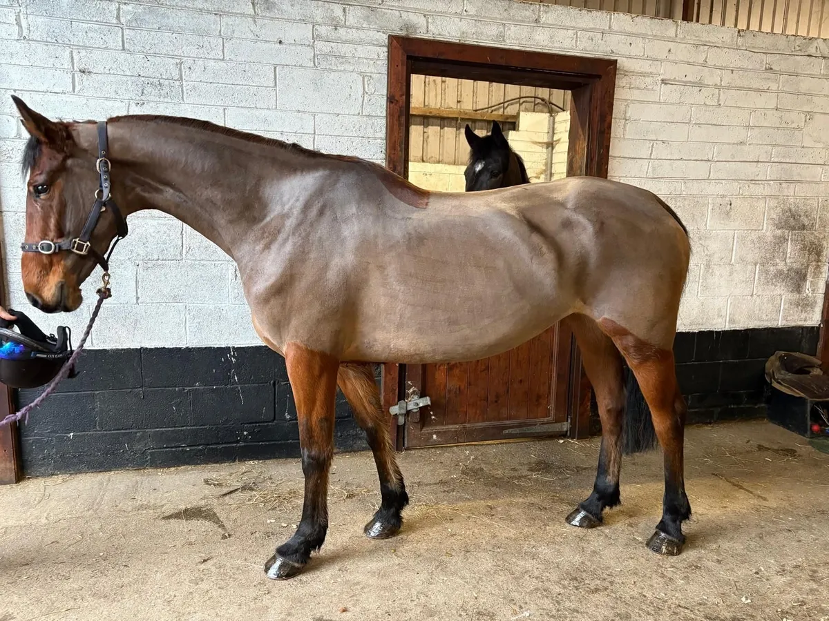 6y old Orestus VDL x Lux Z mare - Image 1