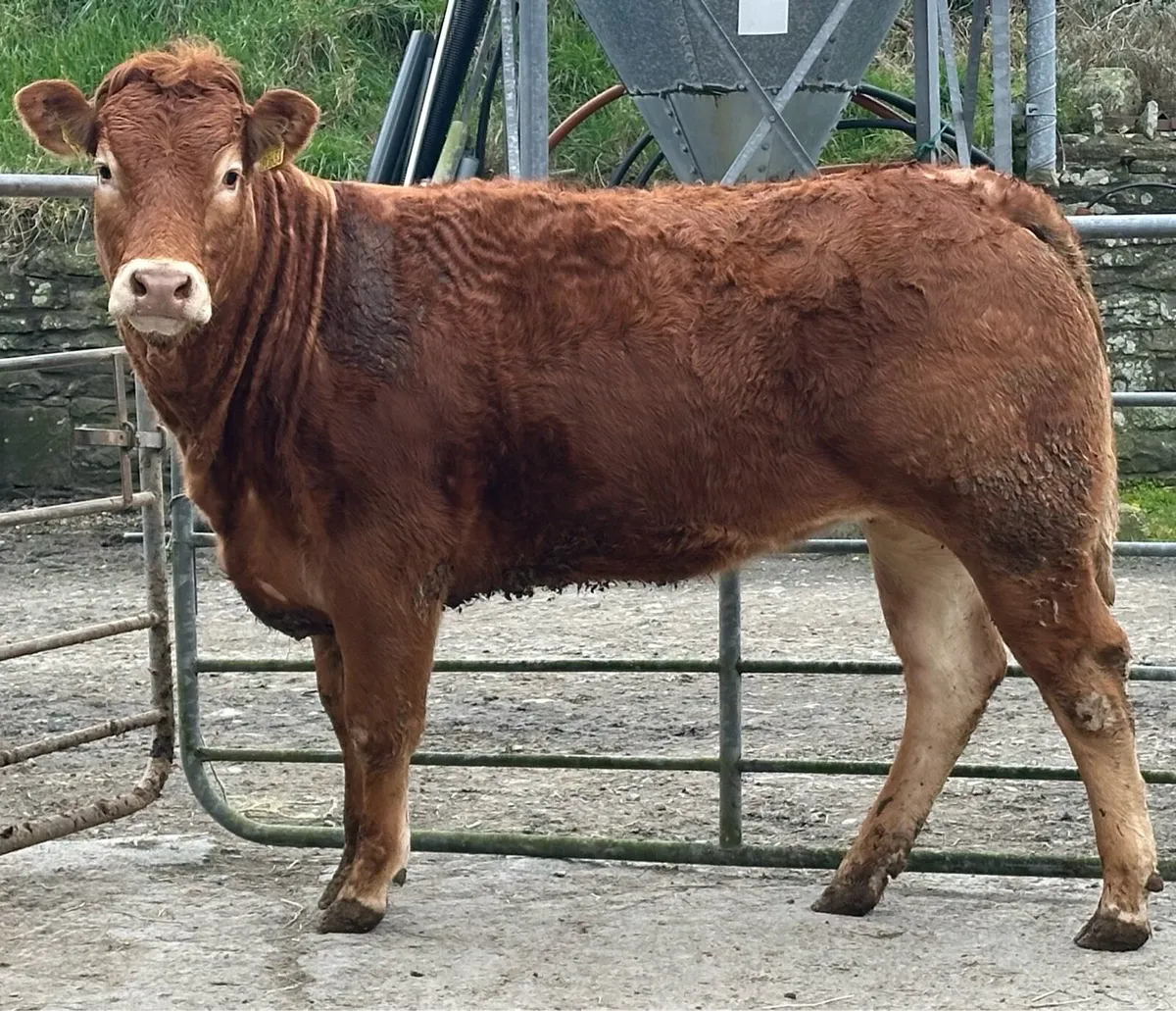 Pedigree limousin springer and dry heifers - Image 1