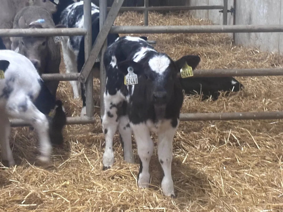 6 Belgium blue calves for sale - Image 2