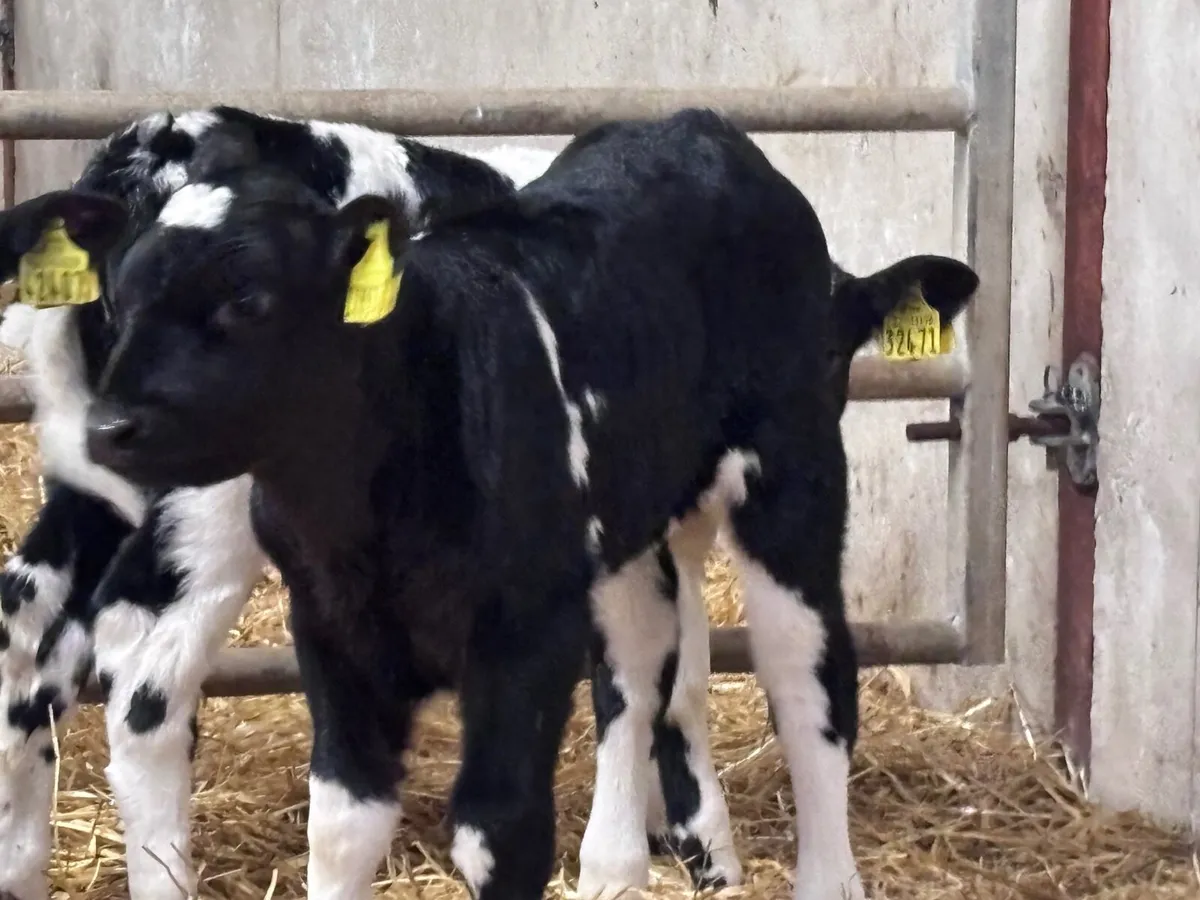 6 Belgium blue calves for sale - Image 3