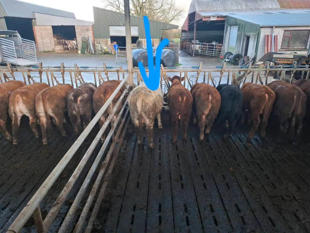 Shorthorn bulls - Image 2