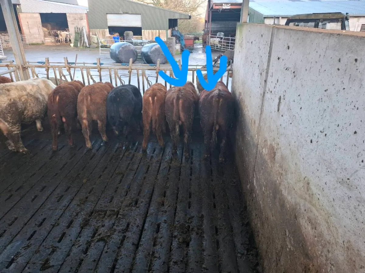 Shorthorn bulls - Image 3