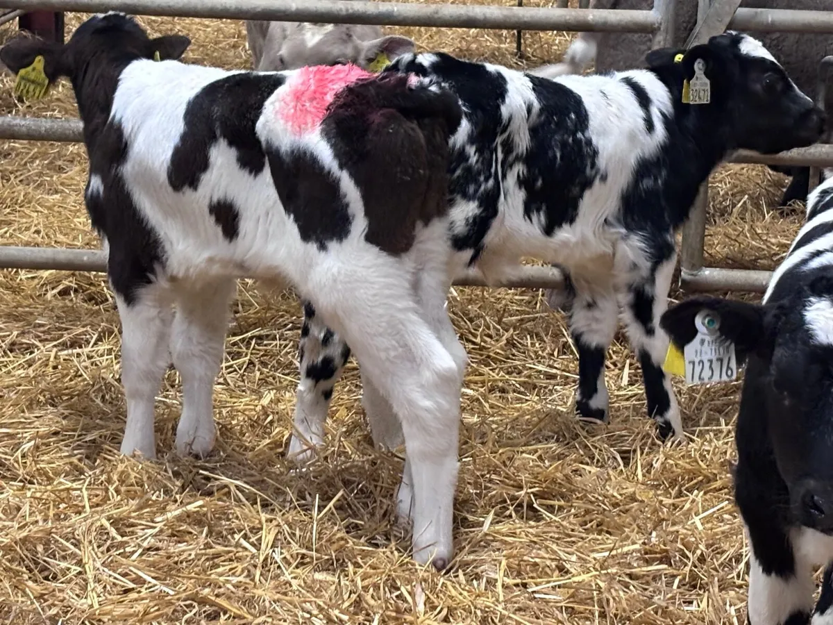 6 Belgium blue calves for sale - Image 4