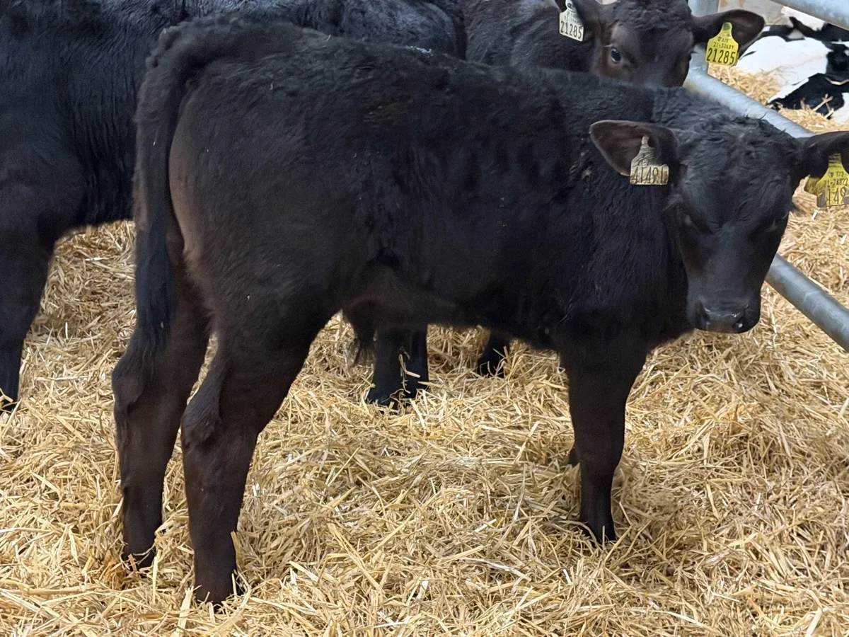 21 Reared Aberdeen Angus Bulls - Image 1