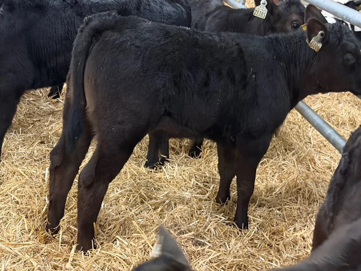 21 Reared Aberdeen Angus Bulls - Image 2