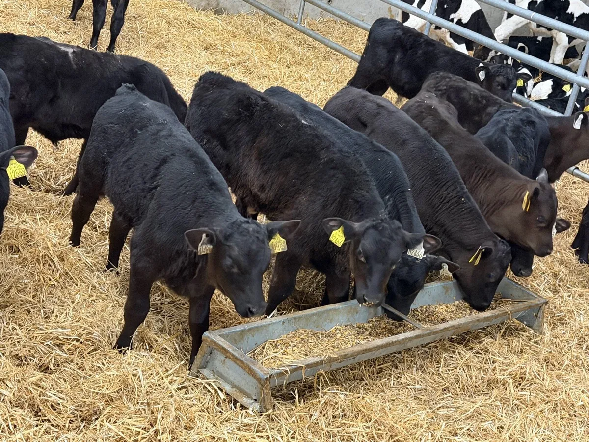 21 Reared Aberdeen Angus Bulls - Image 3