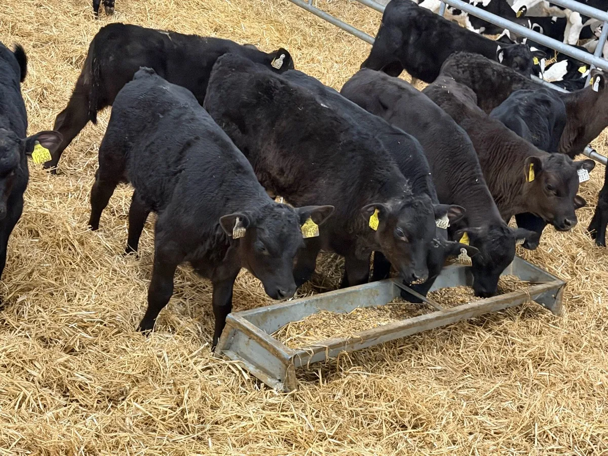 21 Reared Aberdeen Angus Bulls - Image 4