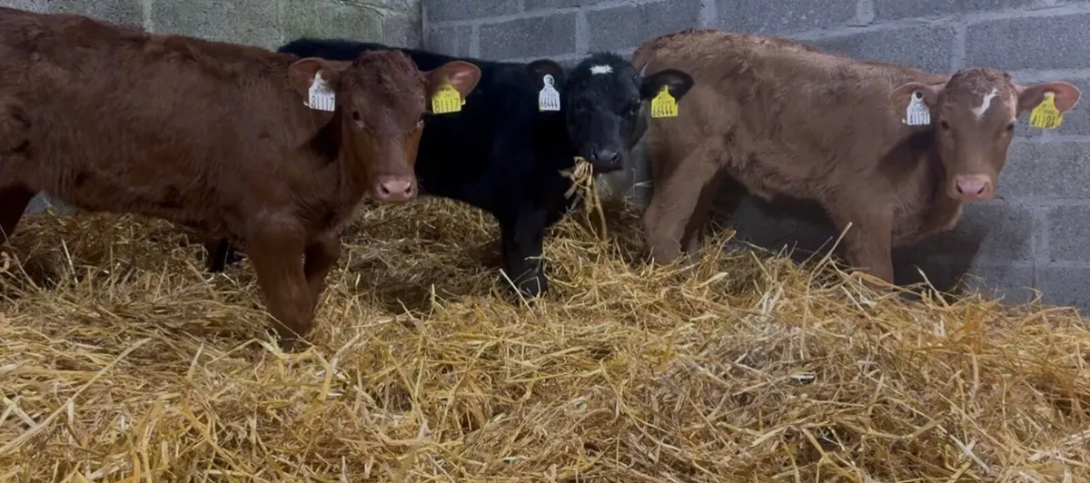 3 serious Lim heifers - Image 1