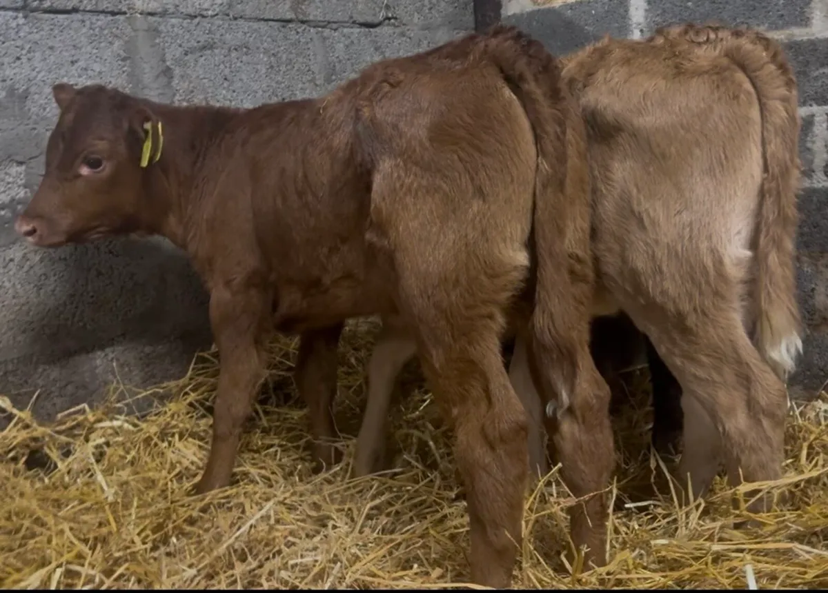 3 serious Lim heifers - Image 3