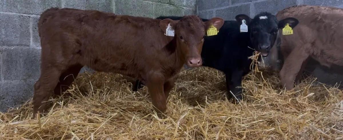 3 serious Lim heifers - Image 4