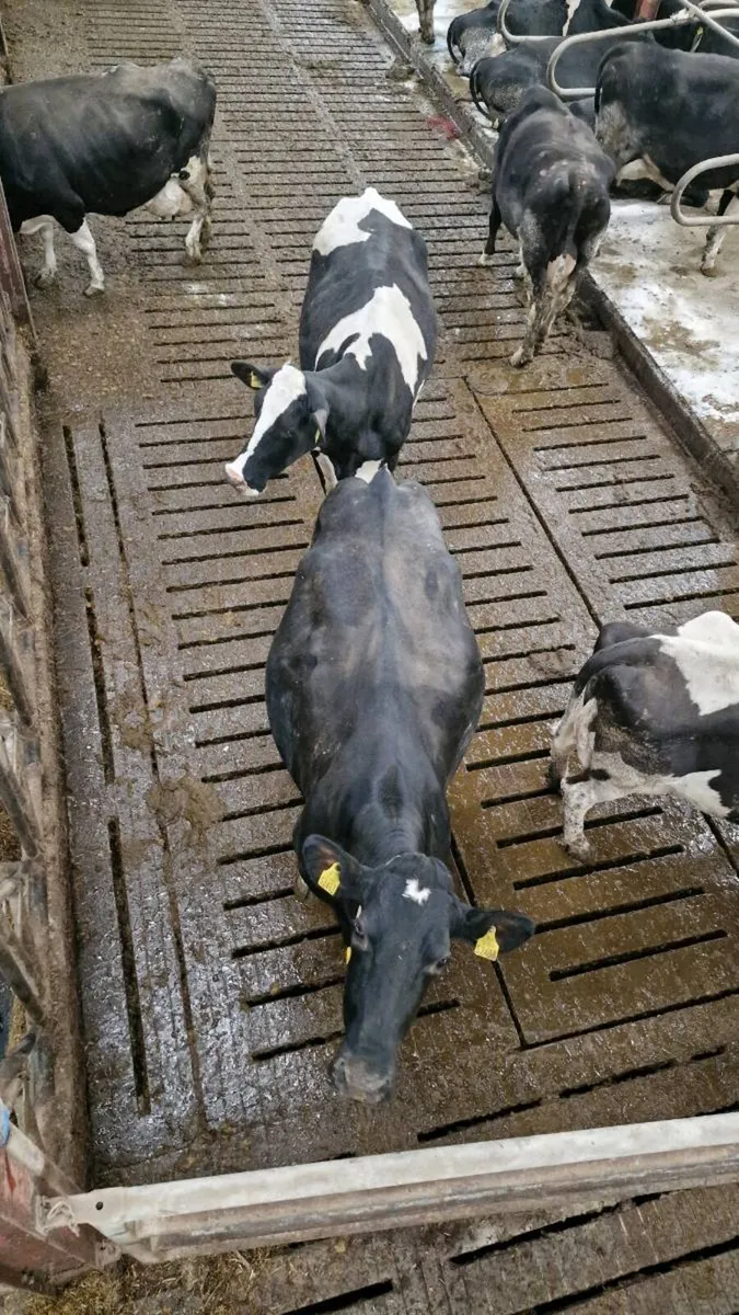 IN CAHIR MART TOMORROW Friesian Cows - Image 3