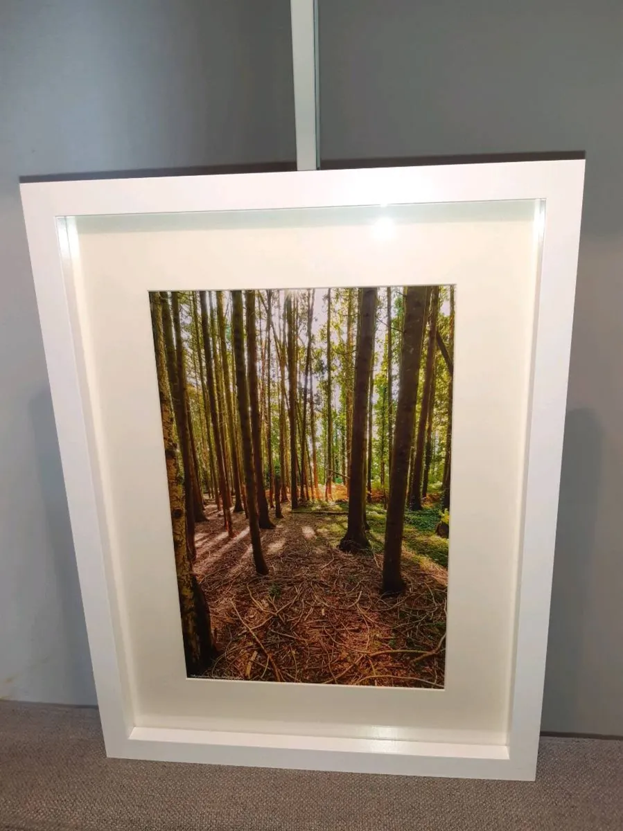 Ballyannan Woods, Midleton - Image 4