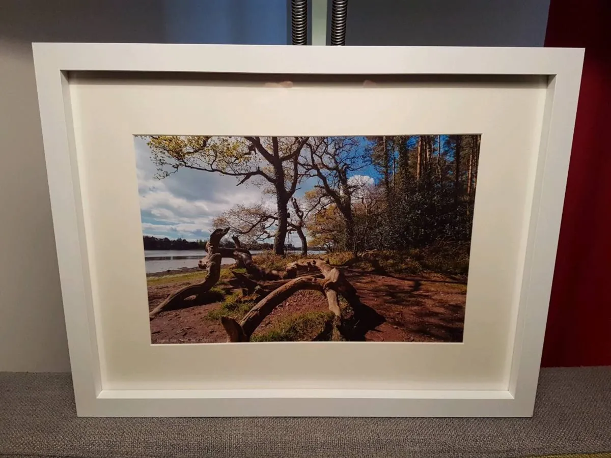 Ballyannan Woods, Midleton - Image 1