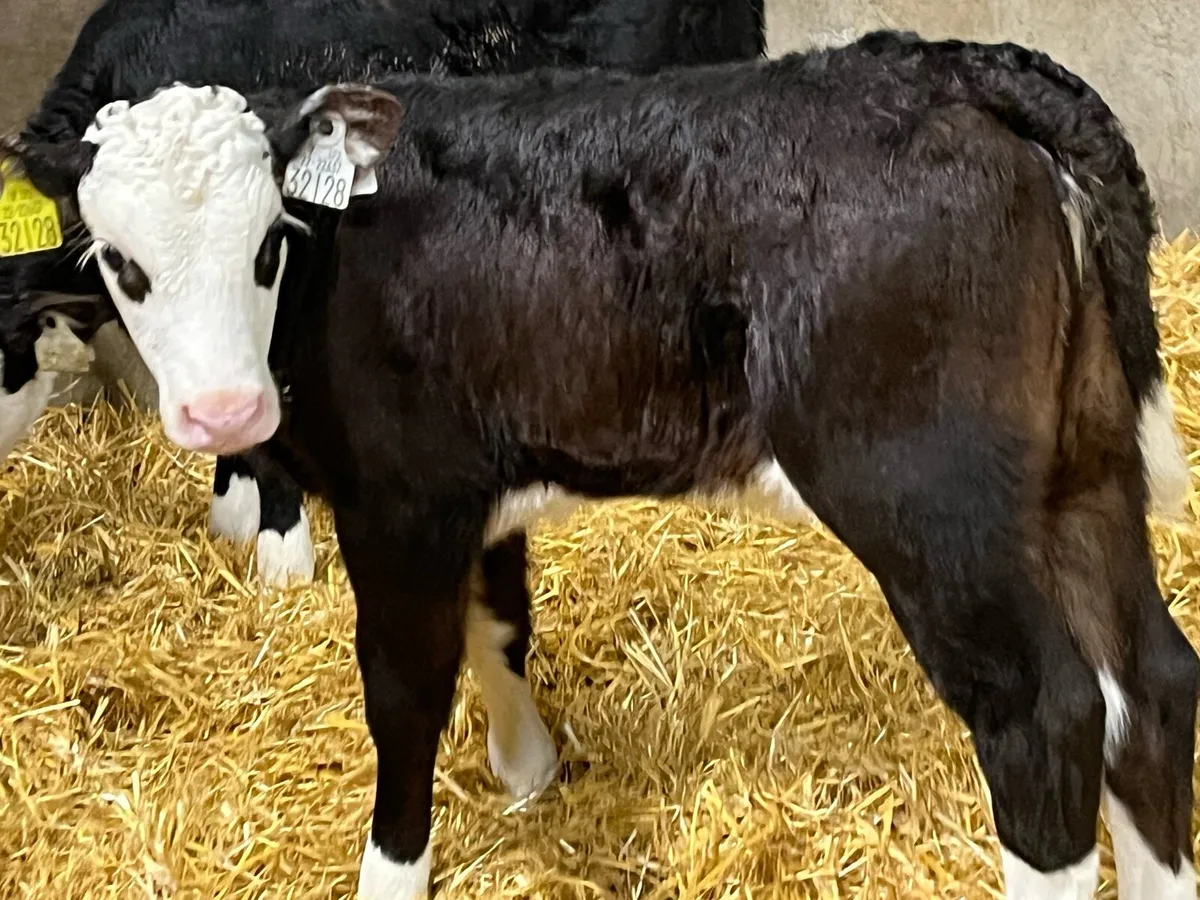 Real Proper HE Heifer Calves - Image 3