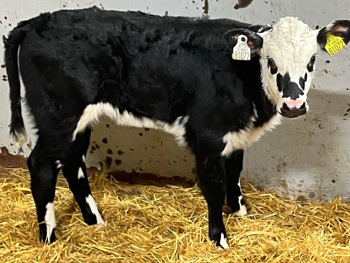 Real Proper HE Heifer Calves - Image 1