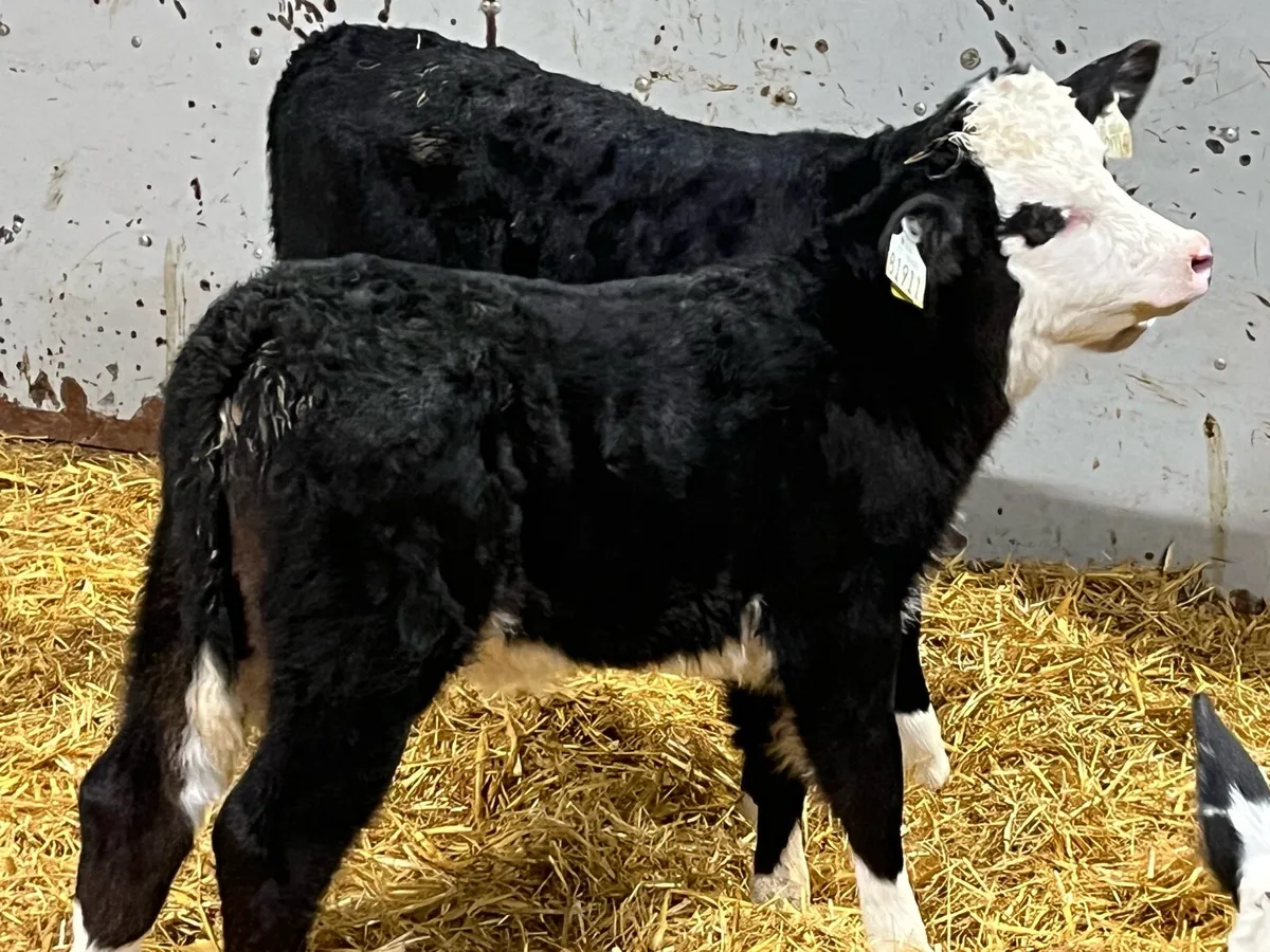 Real Proper HE Heifer Calves - Image 4