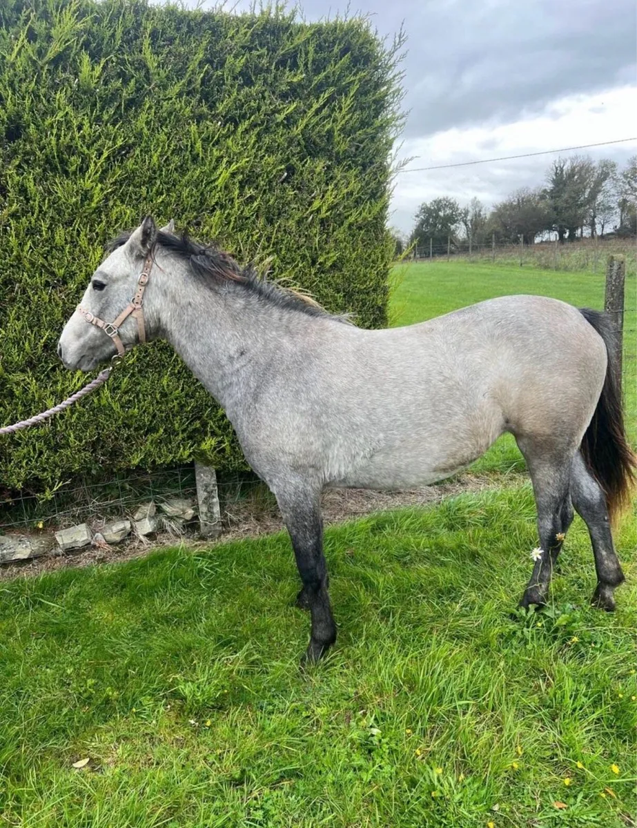 2YO Connemara (LHI BOOK) - Image 3