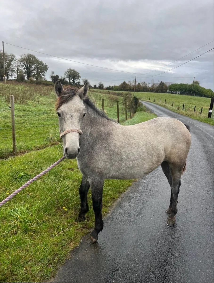 2YO Connemara (LHI BOOK) - Image 4