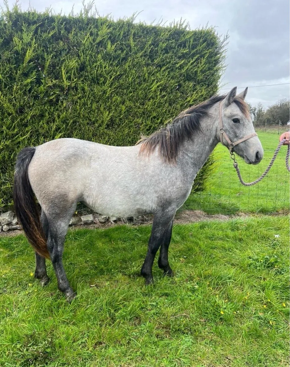 2YO Connemara (LHI BOOK) - Image 2