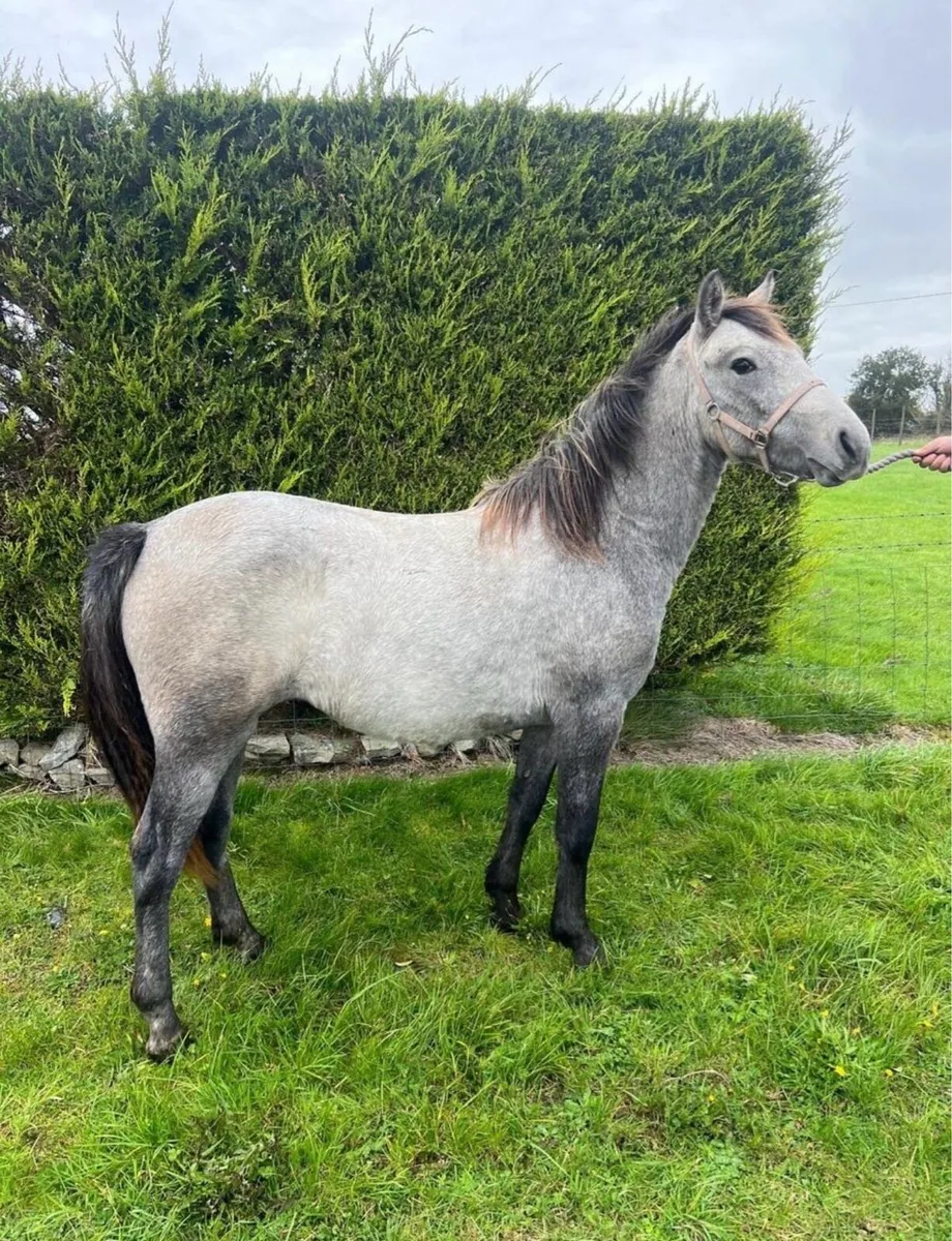 2YO Connemara (LHI BOOK) - Image 1