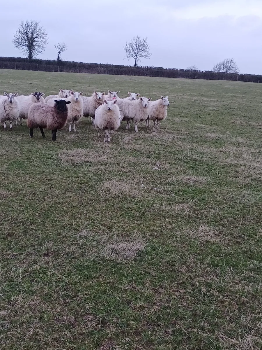 Ewe Lambs - Image 1