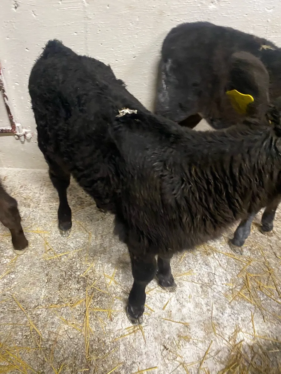 12 Angus Heifer Calves - Image 3