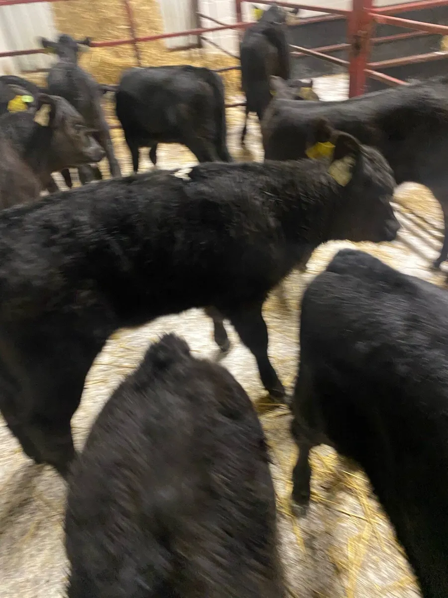 12 Angus Heifer Calves - Image 4