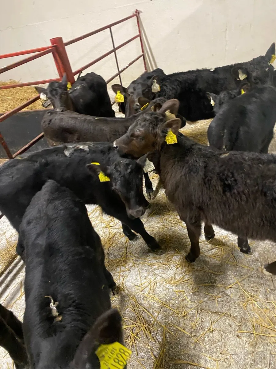 12 Angus Heifer Calves - Image 1