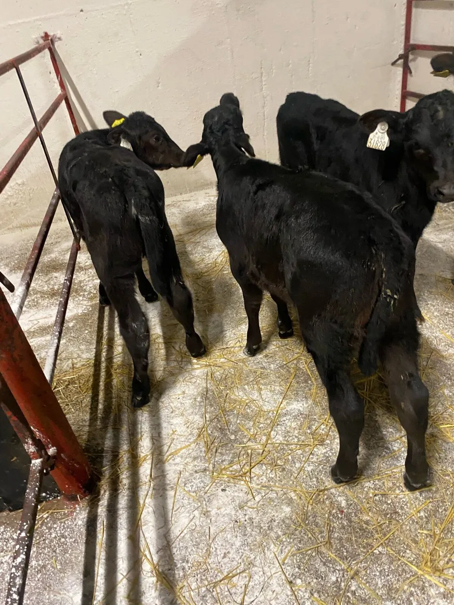 12 Angus Heifer Calves - Image 2