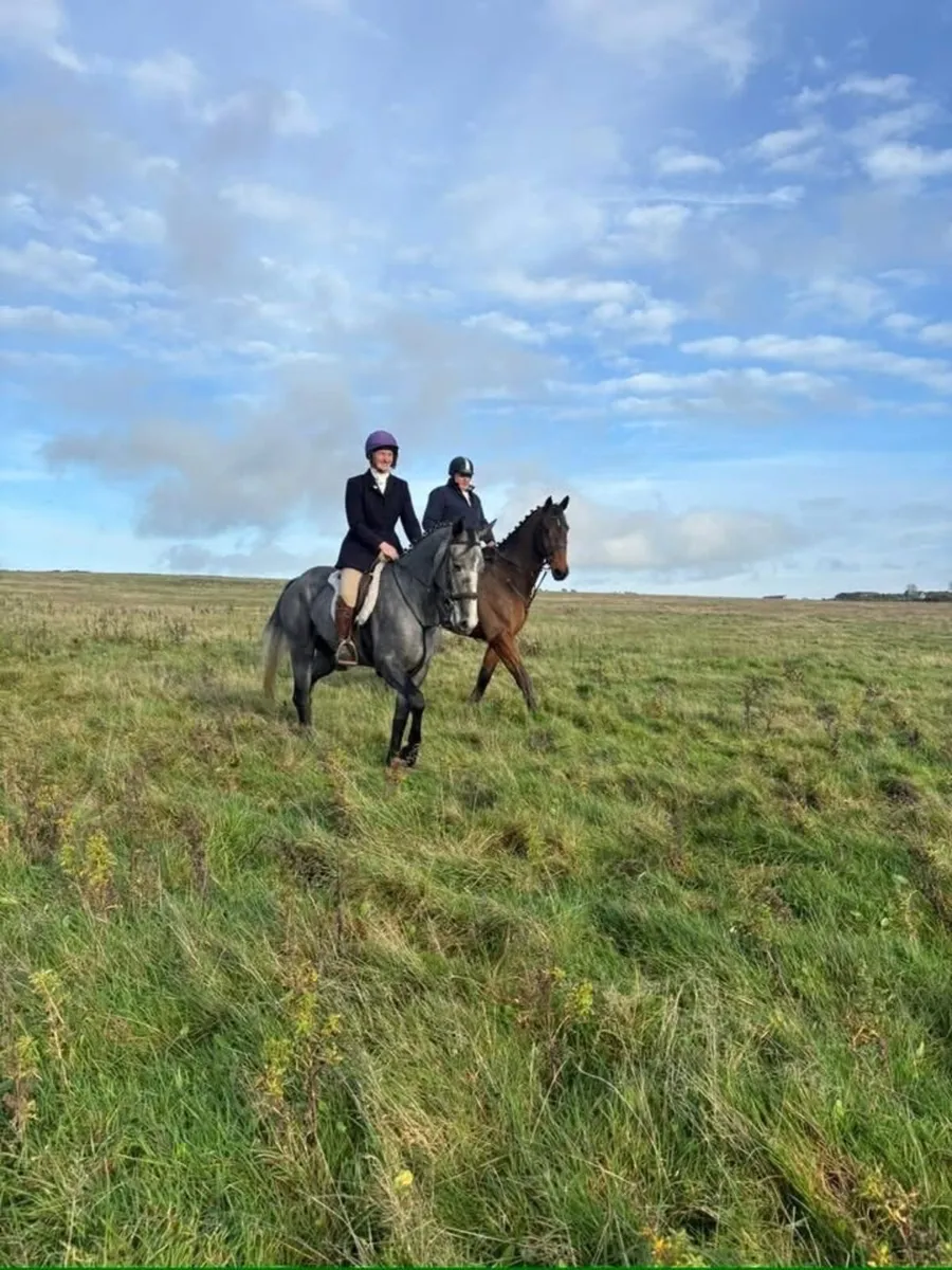 Grey 5 year old filly - Image 2