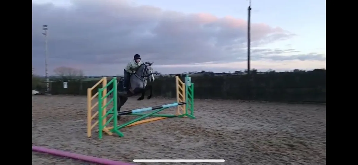 Grey 5 year old filly - Image 1