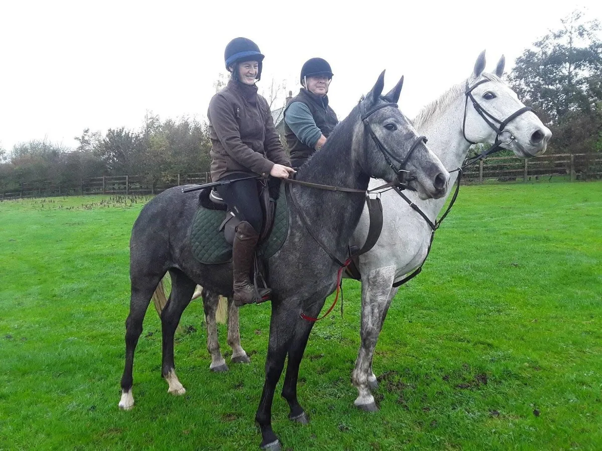 Grey 5 year old filly - Image 3