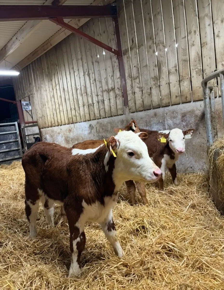 DO YOU NEED CALVES 🔥🔥🔥 - Image 4