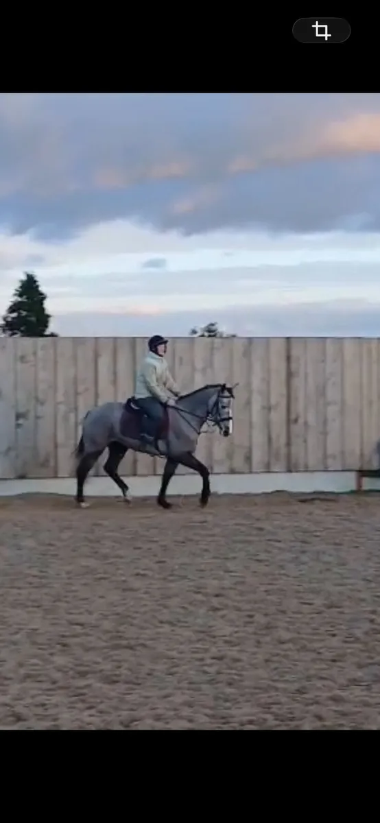 Grey 5 year old filly - Image 4